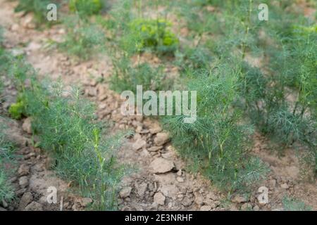 détail de la culture de l'aneth vert sur le terrain pendant l'été saison Banque D'Images