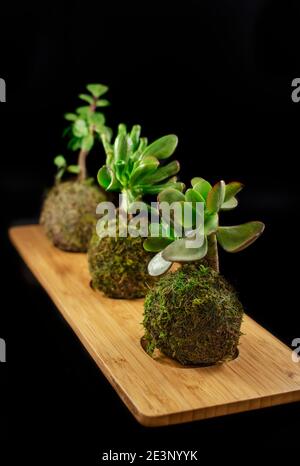 Trois petits kokedamas de plantes succulentes sur une plaque de bambou dans un fond noir. Banque D'Images