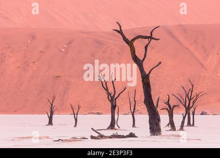 Deadvlei, Sossus Vlei, Desierto Namib, Namibie, Afrique Banque D'Images