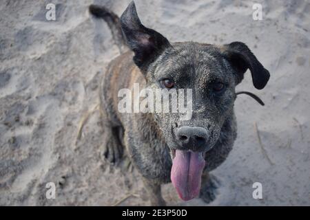 Portrait heureux et ludique d'un chien après l'excitation de jouer dans le sable du bord de mer Banque D'Images