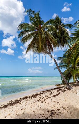 Un palmier sur une plage de sable des Caraïbes, avec l'océan turquoise derrière