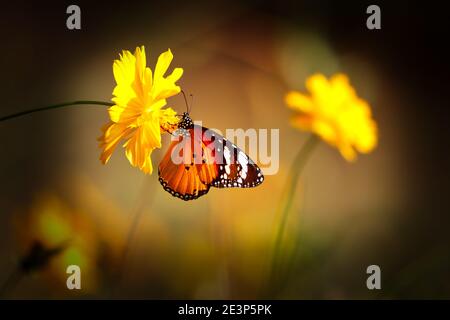 Orange Tiger Butterfly ou Danaus chrysippus sur l'amarante de globe rose fleur avec fond vert flou Banque D'Images