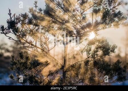 Le soleil traverse la vapeur matinale dans un marais en hiver Banque D'Images