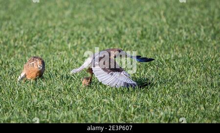 WESTERN Marsh Harrier (Circus aeruginosus), homme volant avec le jeune lièvre européen (Lepus europaeus) poursuivi par le lièvre adulte, Allemagne Banque D'Images