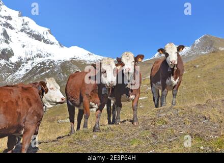 vaches alpines brunes et blanches dans un pâturage de montagne sous bleu ciel Banque D'Images