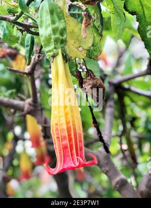 Trompette de Red Angel - Brugmansia Sanguinea Banque D'Images