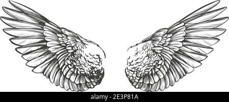 Angel Wings, Bird Wings collection dessin animé dessin main dessin vectoriel illustration esquisse. Illustration de Vecteur