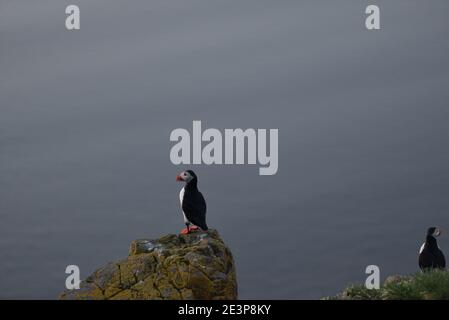 Rocher de Puffin sur la côte sud de l'Islande Banque D'Images