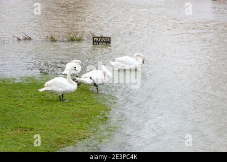 St Ives Cambridgeshire, Royaume-Uni. 20 janvier 2021. Les cygnes apprécient l'excès d'eau alors que la rivière Great Ouse a éclaté sur ses rives et a inondé les terres environnantes tandis que Storm Christof continue d'apporter de fortes pluies à travers le Royaume-Uni. Des avertissements d'inondation sont en place pour la région et d'autres précipitations sont prévues. La rivière est susceptible de s'élever davantage dans les prochains jours, car l'eau en amont s'écoule vers le bas. Crédit : Julian Eales/Alay Live News Banque D'Images