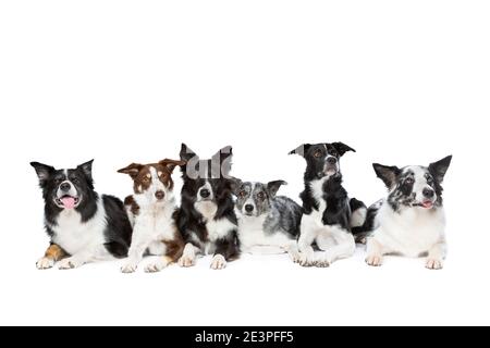groupe de six couleurs différentes de la bordure des chiens collie devant un fond blanc. Banque D'Images