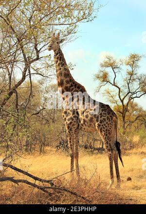 Giraffe angolaise naviguant sur un feuillage frais Banque D'Images