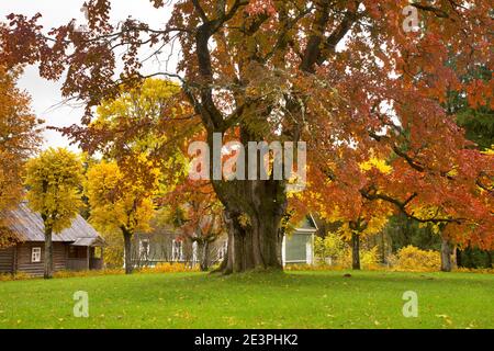 Mikhaylovskoye - Musée d'État-réserve d'Alexandre Pouchkine. Orme géant en face de la maison principale. Oblast de Pskov. Russie Banque D'Images