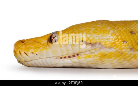 Plan de la tête du python réticulé Lavender Albino alias Malayopython reticulatus serpent. Isolé sur fond blanc. Banque D'Images