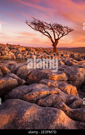 Parc national des Yorkshire Dales Twistleton SCAR arbre torsadé dans un trottoir calcaire Twistleton SCAR End Twistleton SCARS Ingleton Yorkshire Dales UK GB Banque D'Images