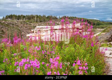 Rosebay Willowhern, Chamerion angustifolium, en pleine fleur. Banque D'Images