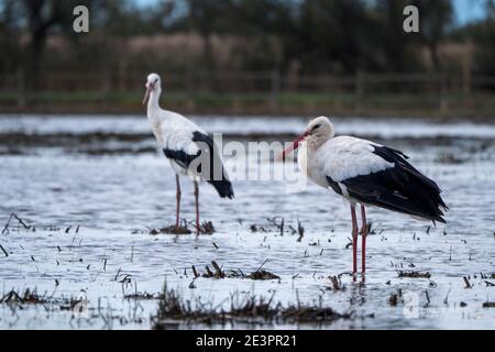 Cigognes à Aiguamolls de l'Empordà, Alt Empordà, province de Gérone, Catalogne, Espagne Banque D'Images