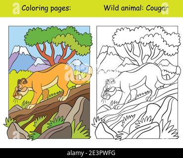 Page de coloriage vectoriel avec couguar de marche dans la région de montagne. Illustration colorée isolée par un dessin animé. Page de livre de coloriage et modèle de couleur. Pour colorier Illustration de Vecteur