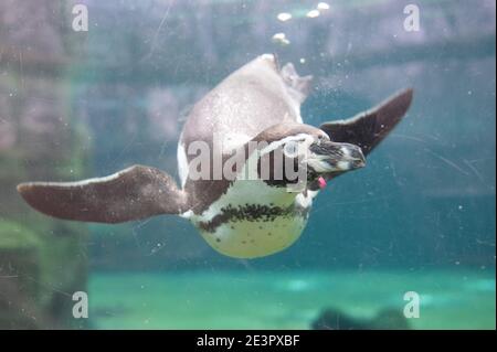 Dresde, Allemagne. 20 janvier 2021. Un pingouin Humboldt nage dans une piscine d'eau dans le cadre de l'inventaire annuel du zoo. Comme chaque année, le zoo se préoccupe de beaucoup de chiffres après le tournant de l'année, lorsque toute la population animale est précisément enregistrée et documentée. Credit: Sebastian Kahnert/dpa-Zentralbild/dpa/Alay Live News Banque D'Images