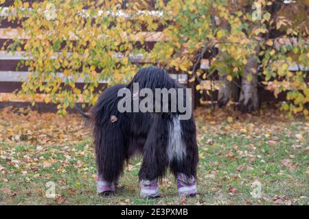 Le joli chien afghan noir est debout sur une herbe verte dans le parc d'automne. Animaux de compagnie. Cinq ans. Chien de race. Banque D'Images