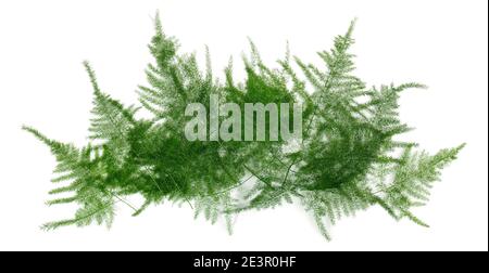 Bannière floristique avec panorama vert Fern isolé sur fond blanc Banque D'Images
