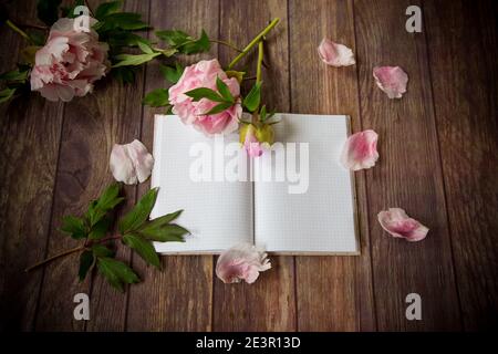 superbes pivoines roses sur un carnet blanc détaillé Banque D'Images