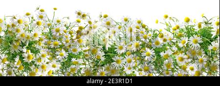 Panorama de la fleur de camomille isolé sur fond blanc Banque D'Images