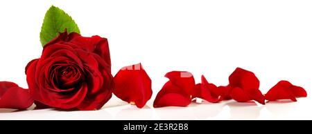 Banderole de roses de Saint-Valentin avec pétales de rose - Panorama isolé Sur fond blanc Banque D'Images