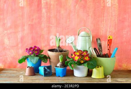 jardinage au printemps, jeunes fleurs de primula et de jacinthe avec des outils de jardinage, bon espace de copie Banque D'Images