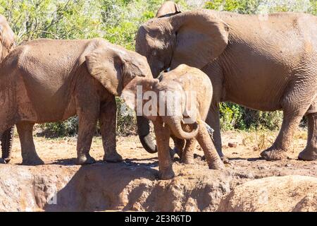 Éléphant d'Afrique (Loxodonta africana) veau essayant d'imiter ses parents écurant avec de l'eau, Parc national de l'éléphant d'Addo, Cap de l'est, sout Banque D'Images