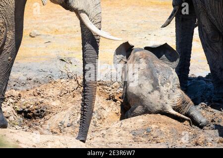 Éléphant d'Afrique (Loxodonta africana) petit veau coincé dans la boue à Gwarrie Pan, Parc national de l'éléphant d'Addo, Cap oriental, Afrique du Sud Banque D'Images