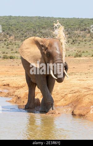 L'éléphant d'Afrique (Loxodonta africana) se vaporise d'eau avec son tronc Addo Elephant National Park, Eastern Cape, Afrique du Sud Banque D'Images