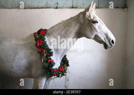 Cheval gris à cheval portant une belle couronne de noël. Regardez bien le spectateur latéralement avec une douce humeur avec un espace de copie pour les messages d'accueil Banque D'Images