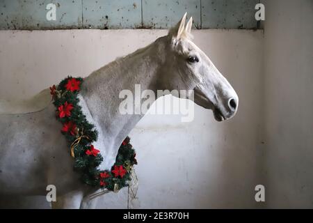 Cheval gris à cheval portant une belle couronne de noël. Regardez bien le spectateur latéralement avec une douce humeur avec un espace de copie pour les messages d'accueil Banque D'Images