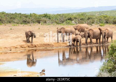 Troupeau d'éléphants d'Afrique (Loxodonta africana) en train de boire au trou d'eau de Gwarrie Pan, parc national d'éléphants d'Addo, Cap oriental, Afrique du Sud avec White- Banque D'Images