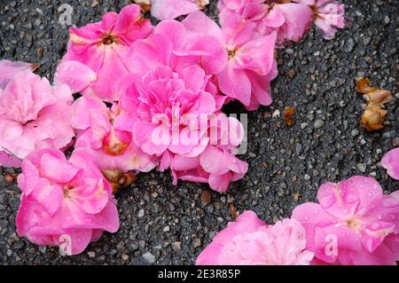 les têtes de fleurs humides d'azalée rose se rapprochent de l'asphalte route au printemps Banque D'Images