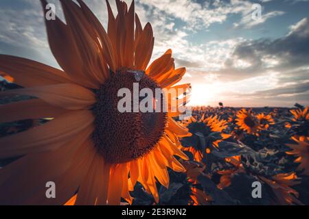 Champ de tournesol d'été au coucher du soleil, République tchèque Banque D'Images