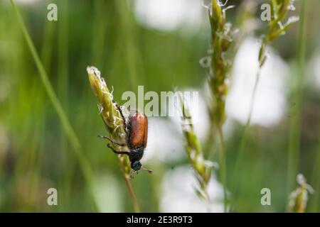 PHYLLOPERTHA HORTICOLA le ravageur de jardin ou le coléoptère du feuillage de jardin Banque D'Images