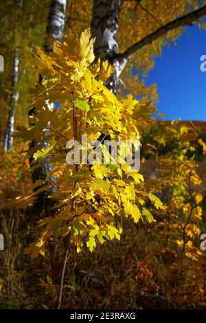 Forêt à l'automne. Buisson d'érable avec de grandes feuilles jaunes au coucher du soleil. Flou partiel. Banque D'Images