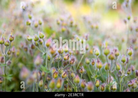 Beaucoup de fleurs sauvages de prairie rose en été champ ensoleillé dans lever du soleil le matin Banque D'Images