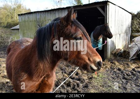 gros plan de cheval brun avec de la manie noire à l'extérieur d'un écurie dans un terrain boueux en hiver. Un autre cheval noir est vu en arrière-plan par la construction Banque D'Images