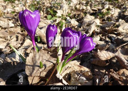 gros plan de quatre fleurs de crocus violets profondes qui s'étalant sous le soleil de jour, croissant au milieu d'un tapis de feuilles mortes brunes dans le parc au printemps Banque D'Images