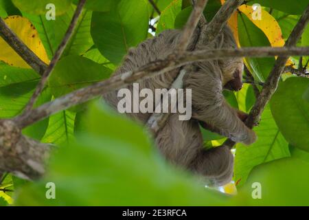 sloth grimpant sur un arbre au costa rica Banque D'Images