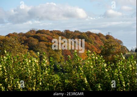 Wendover Dean, Aylesbury Vale, Buckinghamshire, Royaume-Uni. 26 octobre 2020. Jones Hill Wood. De belles parties de la campagne des Chilterns disparaieront pour toujours comme HS2 Ltd sculptent une énorme cicatrice à travers les Chilterns qui est une zone d'une beauté naturelle exceptionnelle. Le très controversé train à grande vitesse de Londres à Birmingham signifie que les terres agricoles, les maisons, les terres boisées et les habitats de la faune sont détruits par HS2 causant d'énormes perturbations aux communautés locales et aux environnementalistes. Crédit : Maureen McLean/Alay Banque D'Images