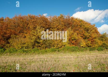 Wendover Dean, Aylesbury Vale, Buckinghamshire, Royaume-Uni. 26 octobre 2020. De belles parties de la campagne des Chilterns disparaieront pour toujours comme HS2 Ltd sculptent une énorme cicatrice à travers les Chilterns qui est une zone d'une beauté naturelle exceptionnelle. Le très controversé train à grande vitesse de Londres à Birmingham signifie que les terres agricoles, les maisons, les terres boisées et les habitats de la faune sont détruits par HS2 causant d'énormes perturbations aux communautés locales et aux environnementalistes. Crédit : Maureen McLean/Alay Banque D'Images