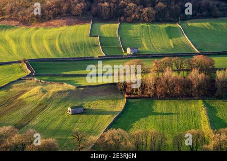La faible lumière d'hiver met en lumière le paysage de Littondale dans le Yorkshire Dales, avec deux granges de campagne et un patchwork de murs de pierre sèche en avant. Banque D'Images