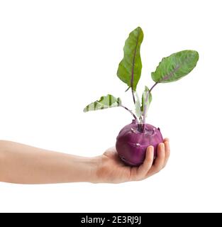 kohlrabi violet dans le chemin de la main isolé sur blanc Banque D'Images