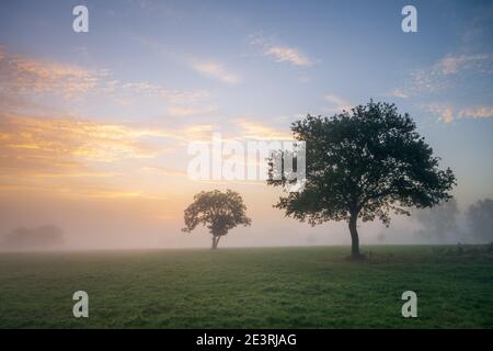 Un lever de soleil brumeux dans la campagne Poitou-Charentes près de Confolens avec deux arbres visibles à travers la brume basse pendante. Banque D'Images