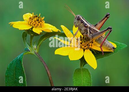 Grasshopper à deux rayures (Melanoplus bivittatus) reposant sur la fleur de Wild Sunflowers, E USA, par Skip Moody/Dembinsky photo Assoc Banque D'Images