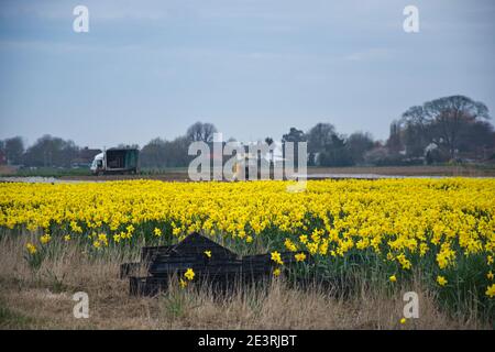 Production de Daffodil sur les fens du Lincolnshire Banque D'Images