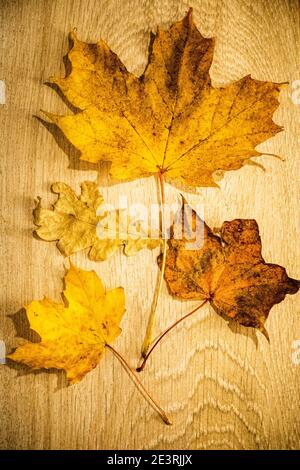 Quatre feuilles d'érable jaune d'automne ou de sycomore sur un bois arrière-plan Banque D'Images